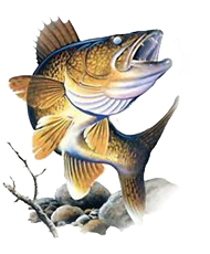 Общие сведения о рыбах. Поговорим о дыхании, зрении и питании рыб - «Статьи для рыбака»