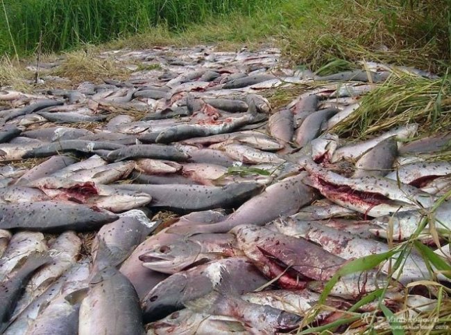 Браконьерам объявлена война - «Новости рыбалки»