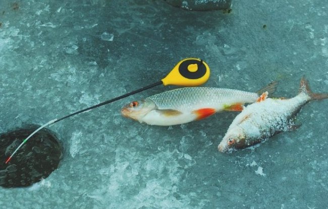 Как зимой в Крыму ловить плотву? - «Зимняя рыбалка»