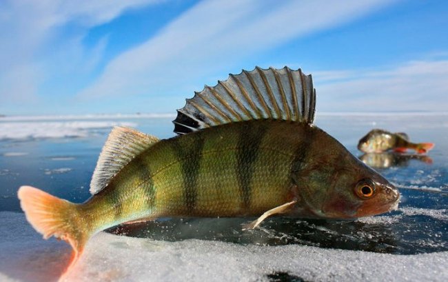 Ловля окуня зимой со льда. Полезные советы для успешной ловли - «Зимняя рыбалка»