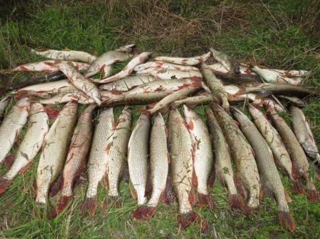 Правила рыболовства для Волжско-Каспийского бассейна 2018 - «Статьи для рыбака»