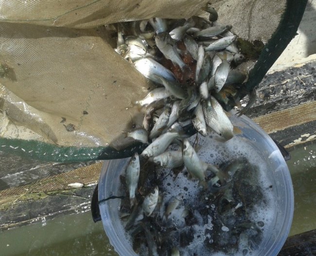 Река Терек зарыблена сазаном - «Новости рыбалки»