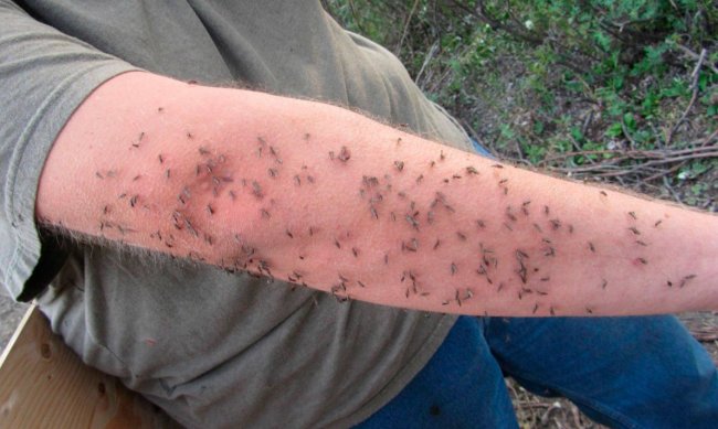 Средство от комаров на рыбалке своими руками. Народные средства - «Полезные советы»