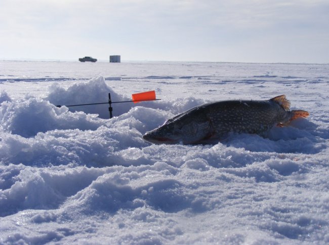 Зимняя рыбалка на щуку. Поиск, снасти, приманки - «Зимняя рыбалка»
