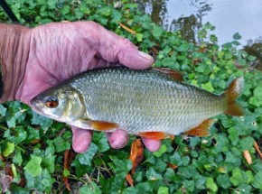 Рыбалка в мае. Действительно ли май клёвный месяц? - «Голавль»