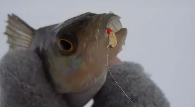 Секретная уловистая мормышка на окуня в глухозимье - «Статьи для рыбака»