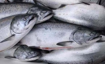 В Рыбинское водохранилище будет выпущена семга - «Новости рыбалки»