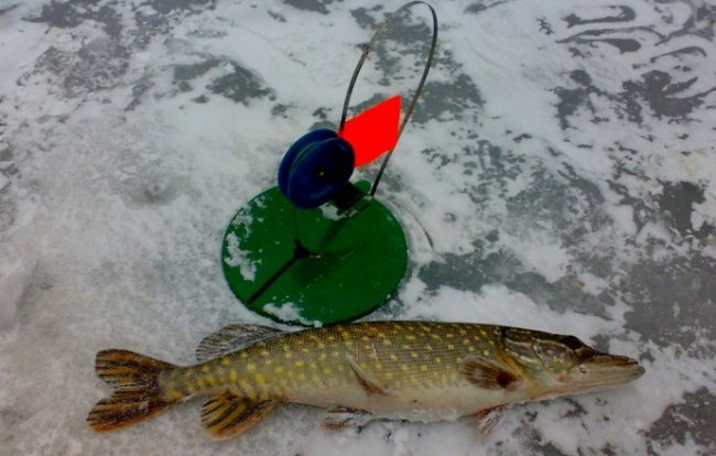 Как собрать жерлицу для зимней рыбалки - Что выбрать для ловли