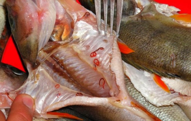 Как обезопасить себя от рыбьих паразитов? - «Статьи для рыбака»
