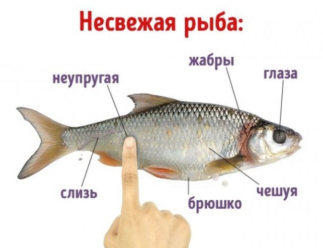 Как определить качество рыбы? - «Рецепты блюд из рыбы»
