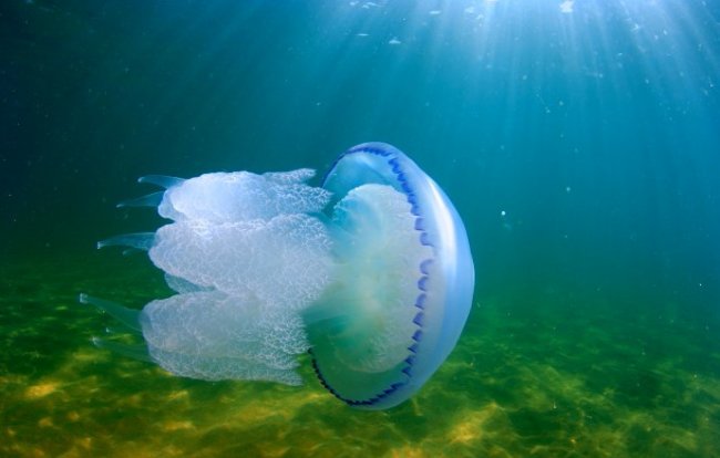Интересные факты о медузах - «Статьи для рыбака»