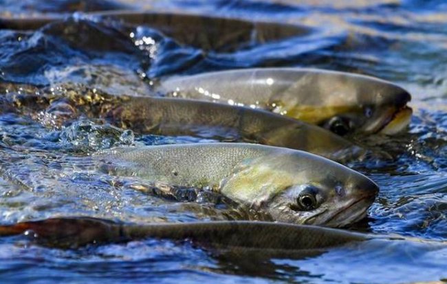 Аномальное увеличение популяции лососей из-за изменений климата - «Статьи для рыбака»