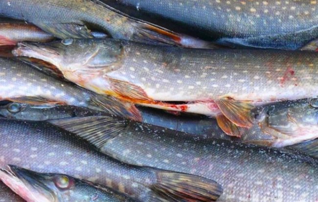 Хранение и обработка рыбы и морепродуктов - «Рецепты блюд из рыбы»