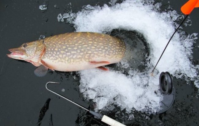 Как правильно ловить рыбу зимой на блесны и с поплавком. Коротко обо всем - «Зимняя рыбалка»