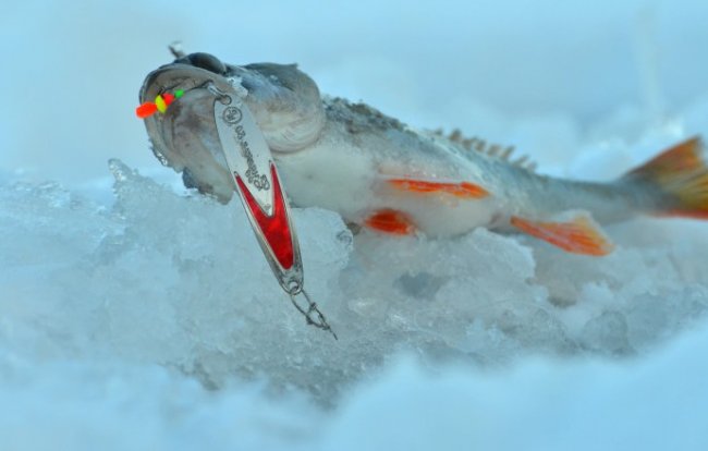 Чем приманить рыбу зимой? Советы по выбору зимних приманок