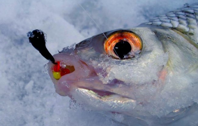 Чем приманить рыбу зимой? Советы по выбору зимних приманок