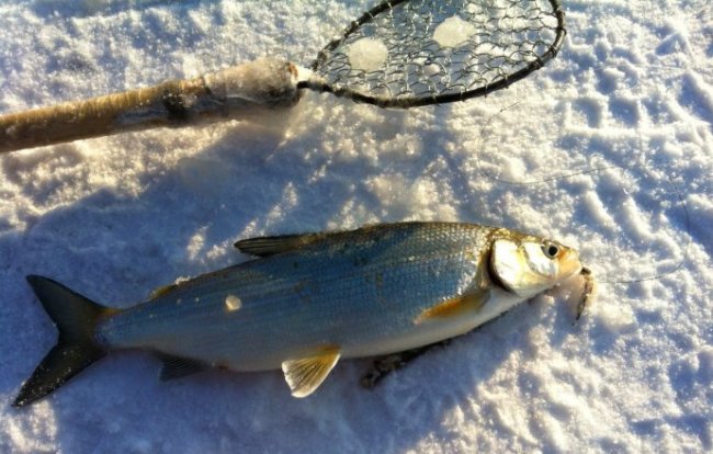 Январская рыбалка. Особенности ловли рыбы в январе