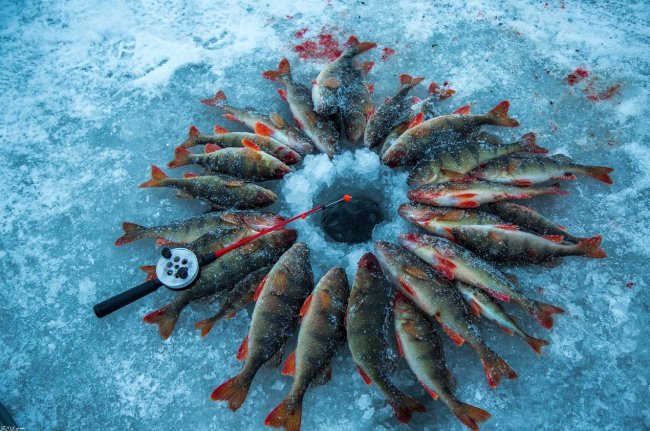 Тонкости зимней рыбалки: Как обеспечить стабильный клев?  - «Зимняя рыбалка»