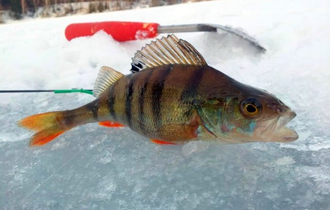 О зимней рыбалке. Советы рыболовам для успешного лова