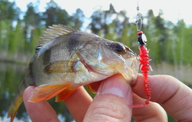 Рыбалка на микроджиг: как правильно выбирать снасть и место рыбалки - «Снастей для ловли»